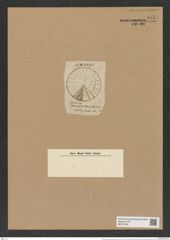 Actinocyclus interpunctatus Ralfs. (de-Toni-Nr.: Genus 195, Species 4801/72) Zeichnungen Sammlung Grunow Nr. 8451 (NHMW-BOT-W0377905)